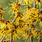 Hamamel prostredný (Hamamelis × intermedia) ‘ARNOLD PROMISE’ - výška 30-40 cm, kont. C3L